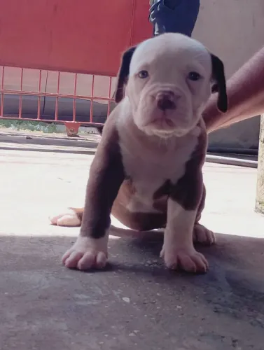 Filhotes de Olde English Bulldogge 