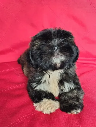 LHASA APSO MACHO BEM PEQUENO