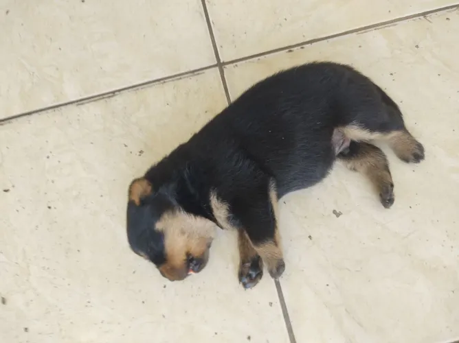 Lindos Filhotes de Rottweilers Alemães 