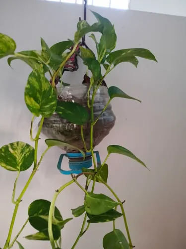 Plantas 