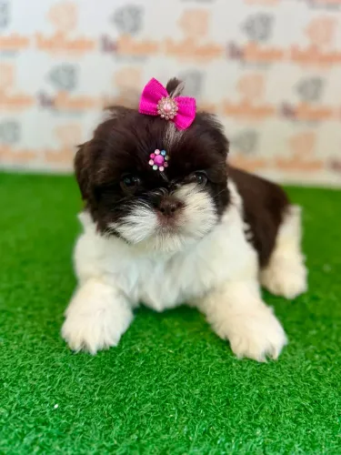 Shih-tzu Fêmea