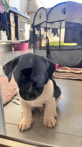 Doação de cachorro