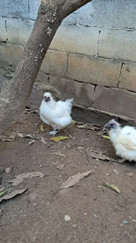 Galinha Sedosa do Japão