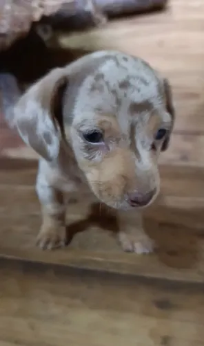 Dachshund Macho Arlequim Chocolate