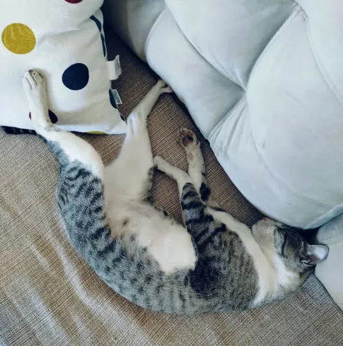 Gato para Doação