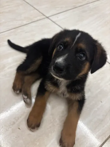 Vendo pastor alemão MACHO filhote