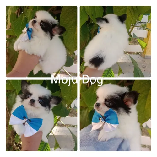Chihuahua Macho Pelo Longo, Linhagem Russa