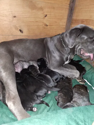Filhotes de Cane Corso Italiano 