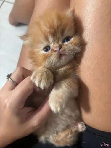 Gatos persas 