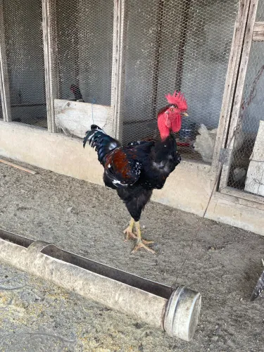 Galo Balão Sergipano
