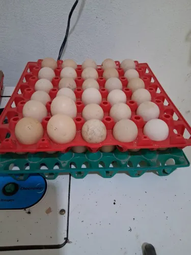ovos de picotis disponível ou galinha da angola 