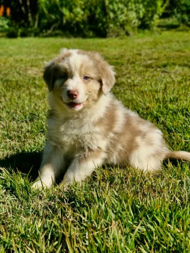 Filhote de Pastor Australiano Redmerle