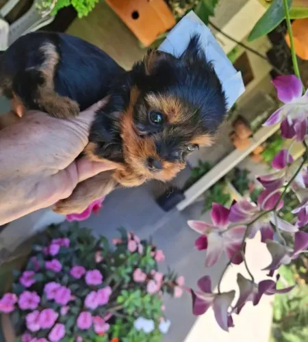 Yorkshire micro bibelos puros fêmea e macho pronto entrega