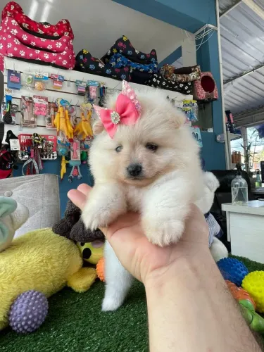 Spitz alemão femea