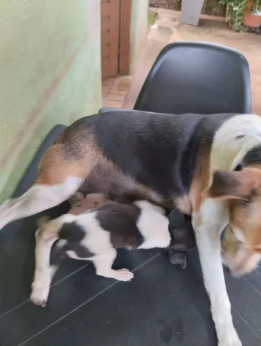 Fox Paulistinha