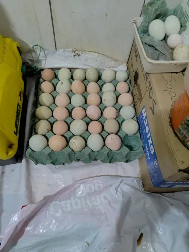 Ovos galados de índio gigante com galinha caipira