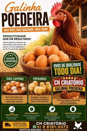 OVOS , GALINHAS E PINTAINHAS