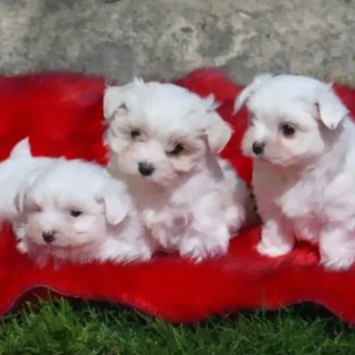 Bebês de maltês lindos fofinhos
