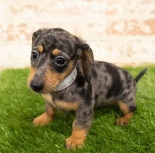 Basset Dachshund Filhotes Alerquins Espertos. 