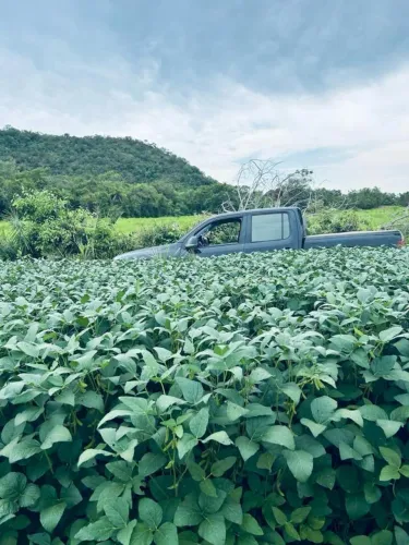 Fazenda para Venda em Goiatins, Região muito produtiva