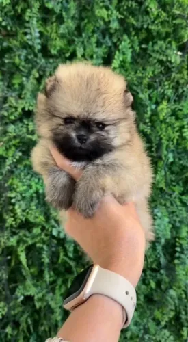 Lulu da pomerania fêmea filhote 