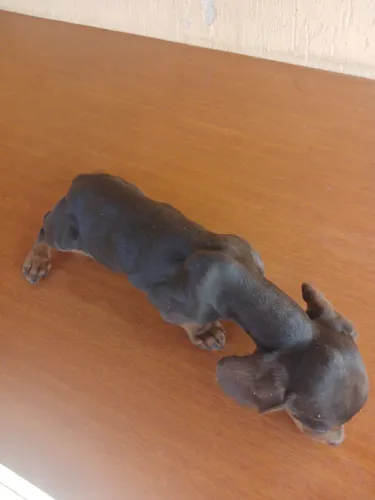 Basset tekel miniatura