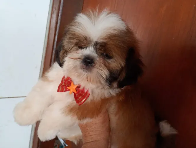 Shih Tzu - Uma raça encantadora.