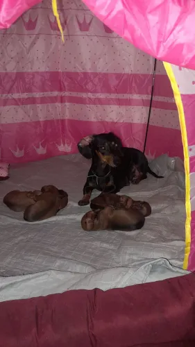 Filhotes de Dachshunds tamanho Kaninchen