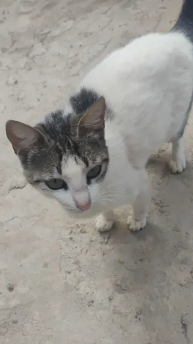 Duas gatinhas procurando um lar cheio de amor ?