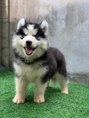 Husky Siberiano - Seu Próximo Melhor amigo Pode Estar Mais Perto Do Que Imagina 