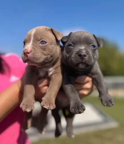 American Bully - Carinho Que Aproxima 