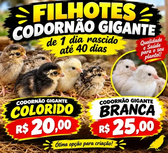 Codornao gigante 