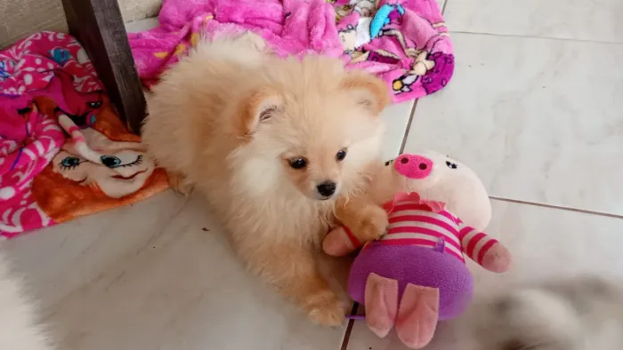 Lulu da pamerania fêmea 