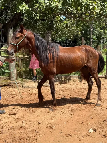 Cavalo mangalarga marchador - puro sangue- super oferta 