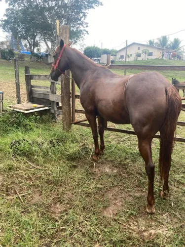 Égua