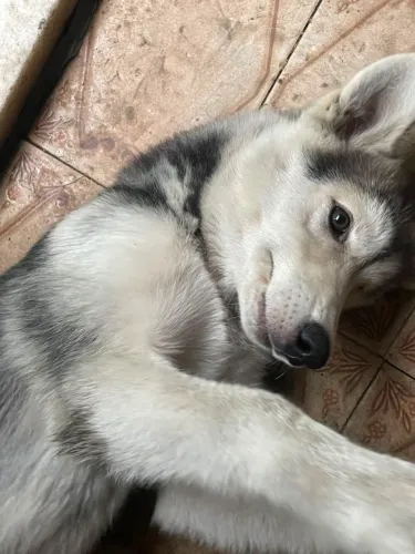 Husky