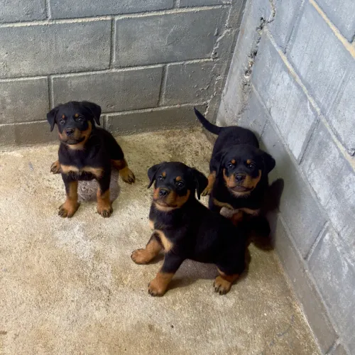 Filhotes Rottweiler a Pronta Entrega