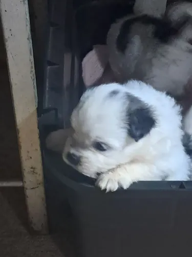 Cachorro macho shitzy