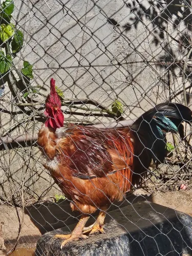 Galo pesadão pescoço pelado adulto