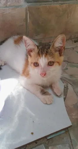 Gatinha fêmea 2 meses