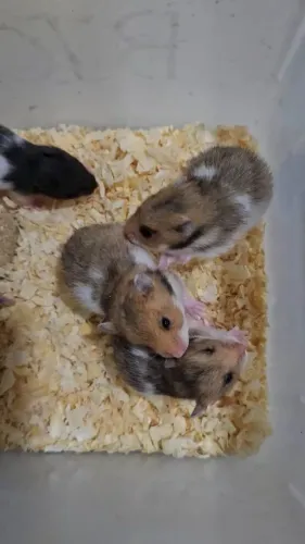Hamster sírio 