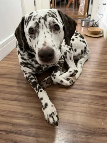 Dalmata para adoção Petropolis
