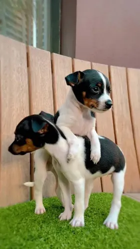 Fox Paulistinha/Terrier Brasileiro 