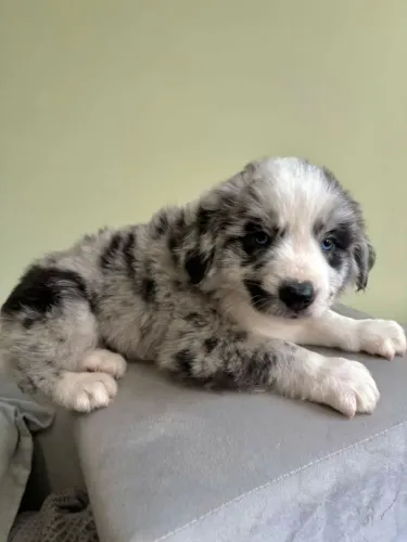 Filhote de Border Collie o parceiro inteligente que encanta todos ao redor