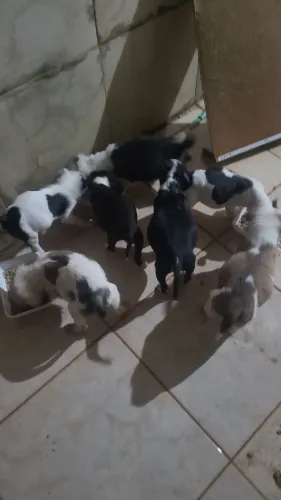 Doando filhotes de pai pitbull e mãe pitbull e raça indefinida 