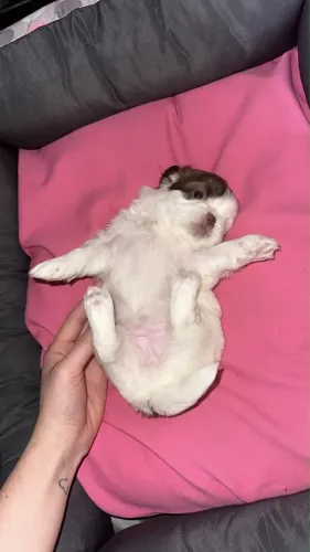 VENDO FILHOTES DE SHIH TZU 3 DISPONÍVEL AINDA