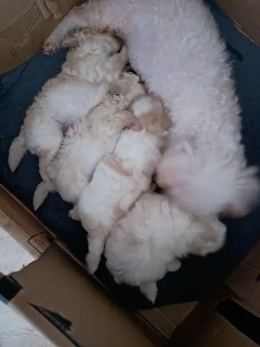 Cachorro poodle ?