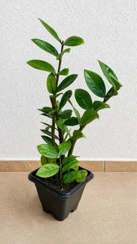 Vendo Planta Zamioculca 