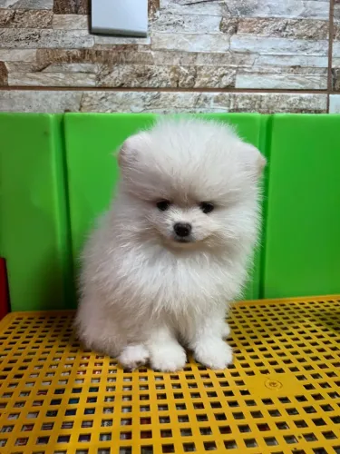 Spitz anão lulu macho