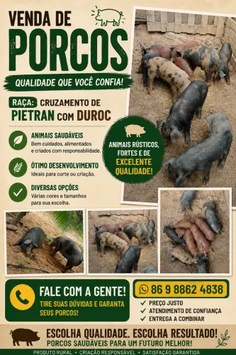 VENDA DE PORCOS